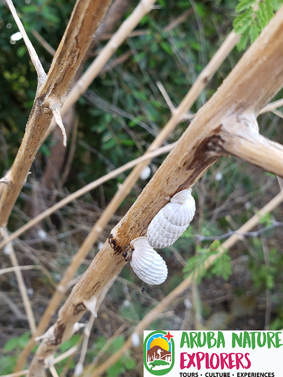 land snails aruba