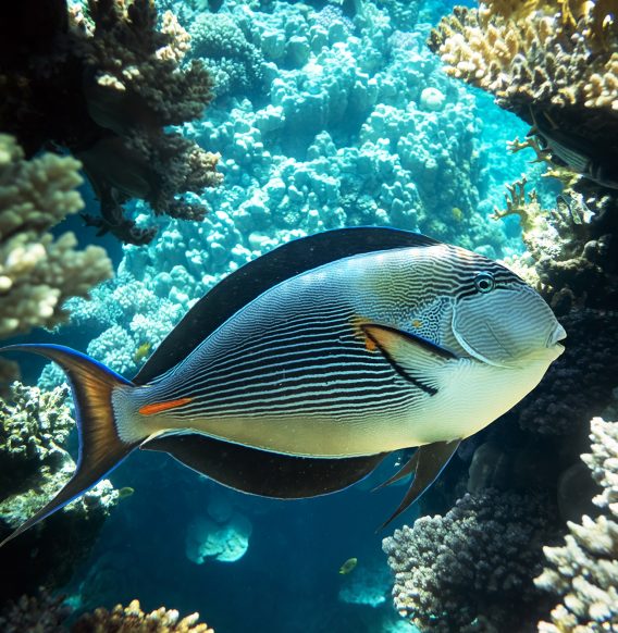 Surgeonfish on a coral reef in the Red Sea