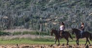 Ponderosa_Activities_Horseback_riding_tours_aruba_hills