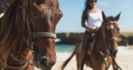 Ponderosa_Activities_Horseback_riding_tours_beautiful_horses