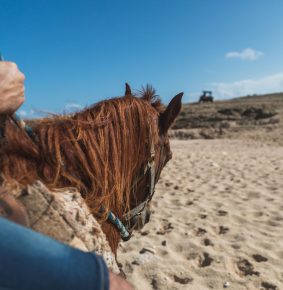 Ponderosa_Activities_Horseback_riding_tours_tour_horses