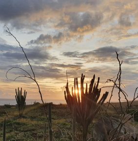 aruba-cactus-sunrise-hiking-meditation-tour-1030×1000