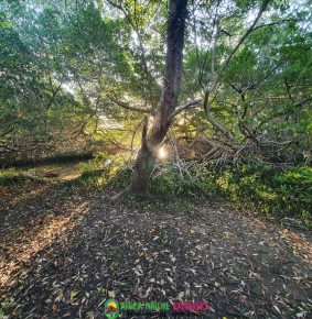 aruba-nature-beauty-forest-mangroves-1030×1030