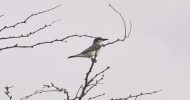 bird_watching_tour_grey_kingbird_aruba_eco