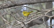bird_watching_tour_yellow_warbler_aruba_eco
