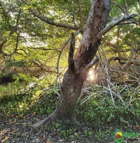 spanish-lagoon-mangroves-hiking-eco-tours-aruba-copy-1030×1030