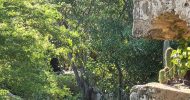 vegetation-growing-from-ruins-aruba-eco-tours-1030x1000