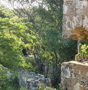 vegetation-growing-from-ruins-aruba-eco-tours-1030×1000