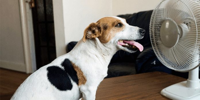 Aruba heat wave alert with high temperatures and heat index