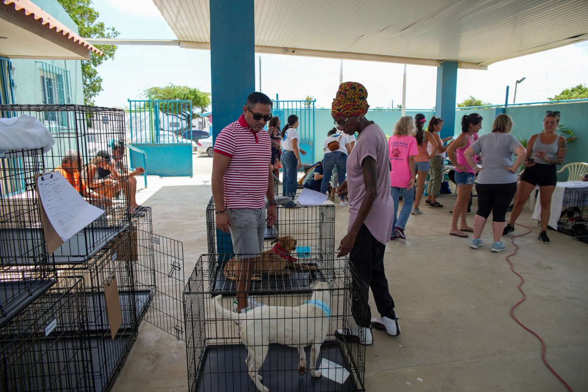 August sterilization campaign