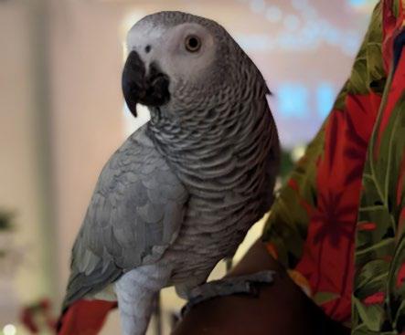 Wildlife Ambassadors