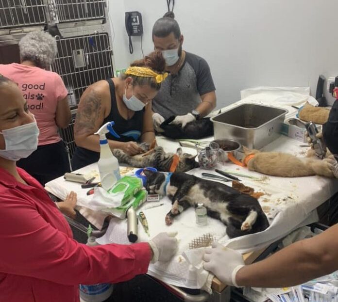 Paws Uni Aruba cat sterilization, Cat Extravaganza Weekend Aruba, sterilization campaign Madiki, Aruba stray cat control