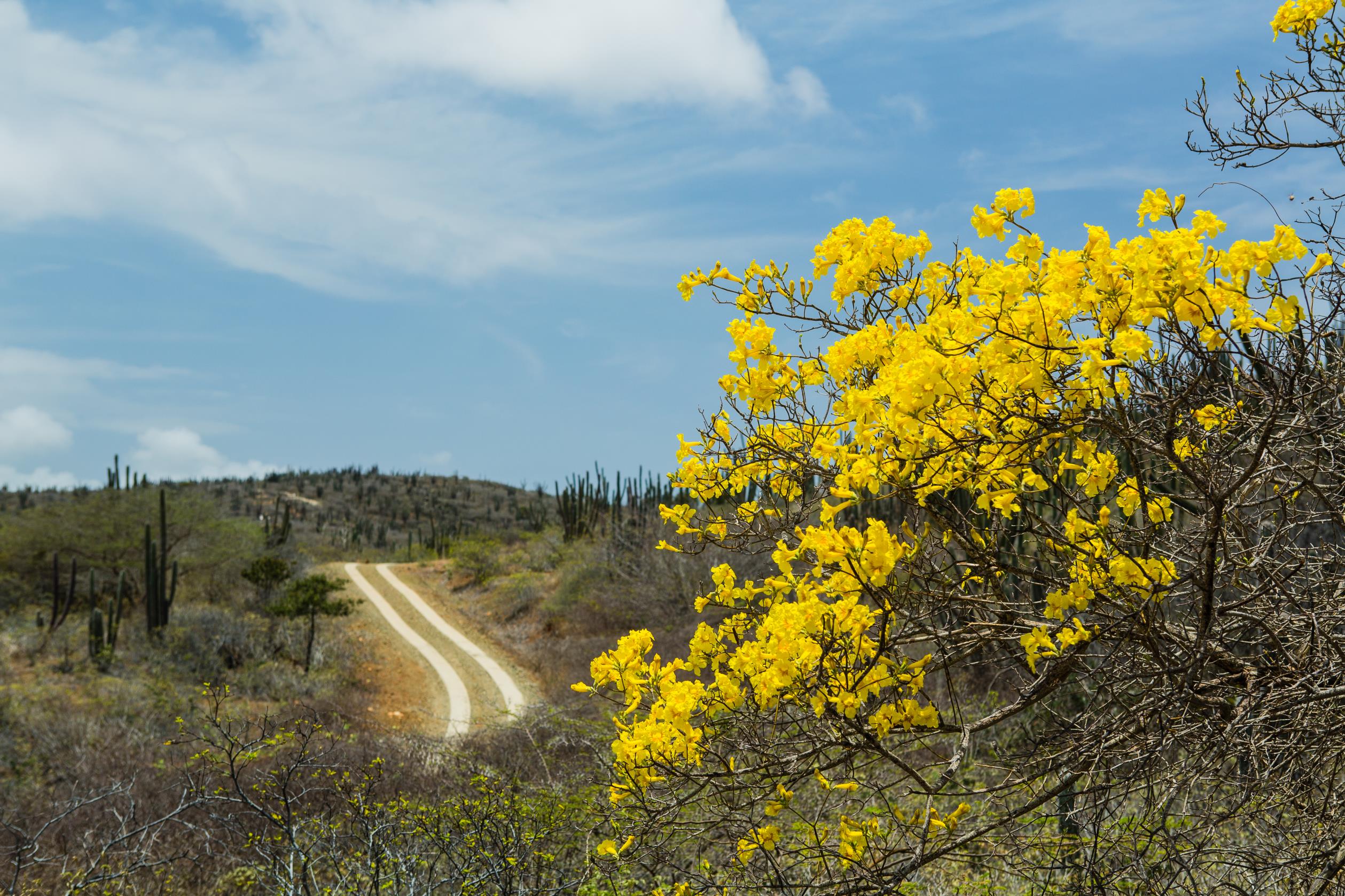 Chart showing visitor arrivals to Aruba in July 2024