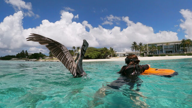 Aruba Adventure Tours swimming