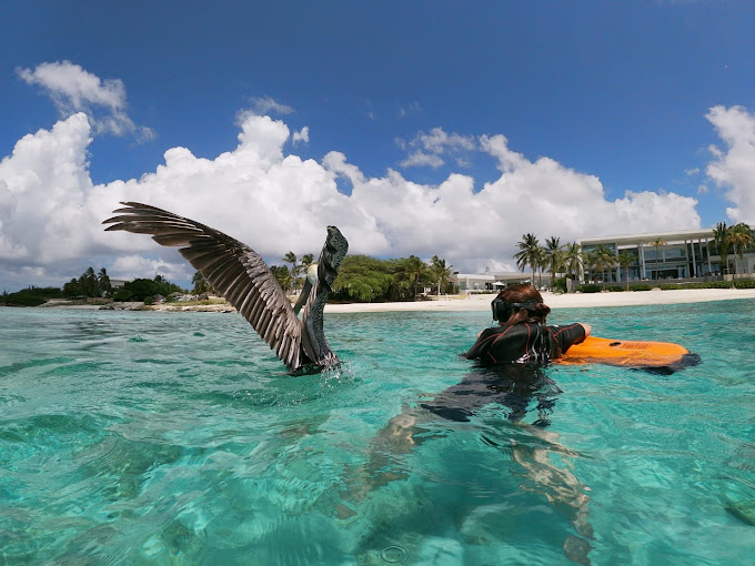 Aruba Adventure Tours swimming