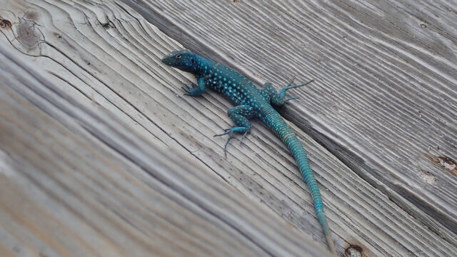 Aruba Outdoor Adventures 2