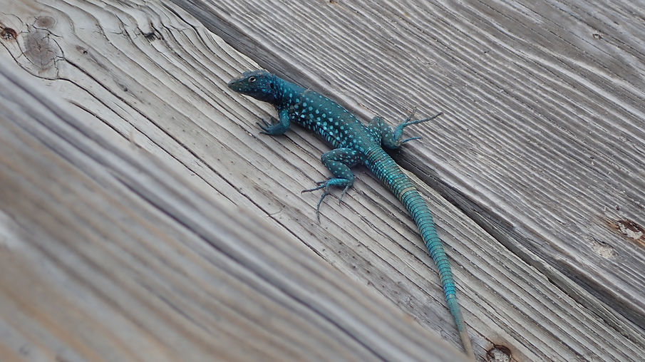 Aruba Outdoor Adventures 2