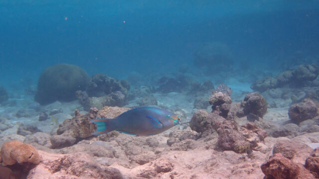 Aruba Outdoor Adventures 24