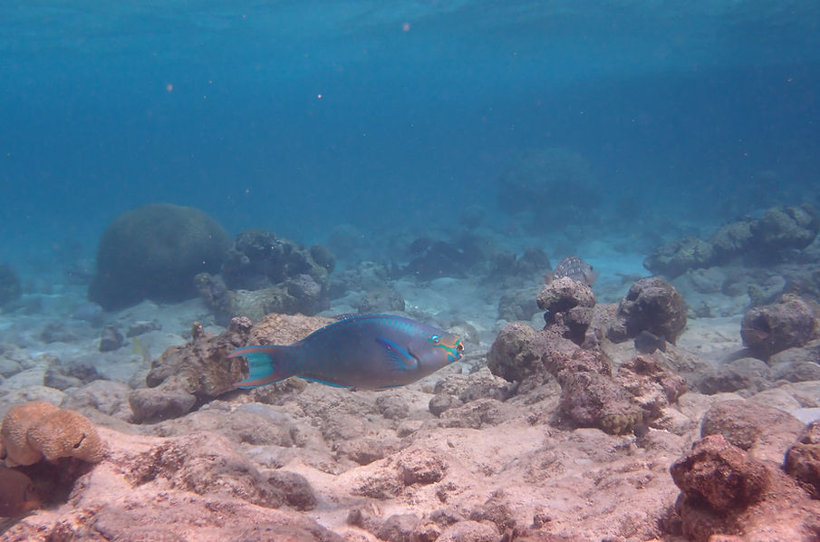 Aruba Outdoor Adventures 24