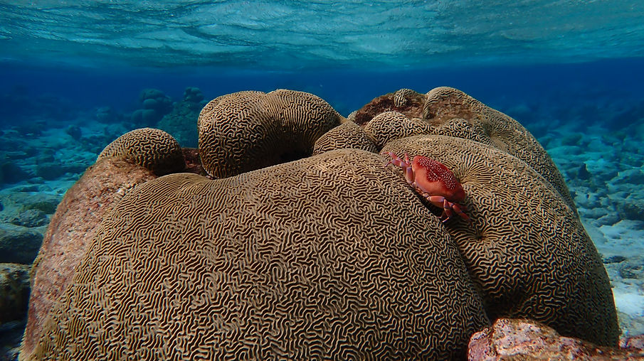 Aruba Outdoor Adventures 25