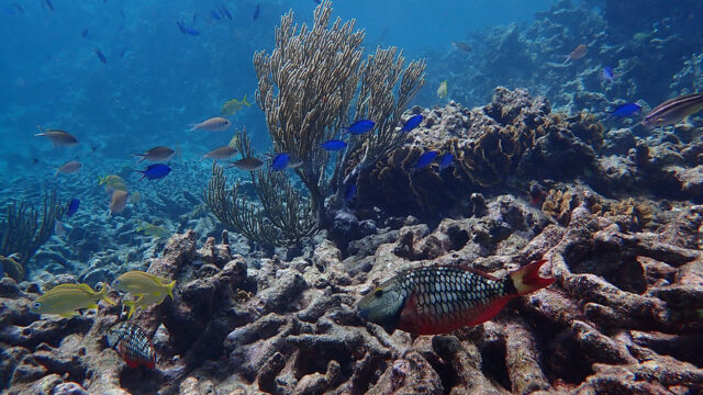 Aruba Outdoor Adventures 26