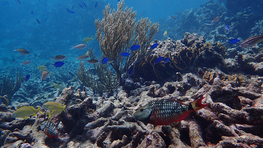 Aruba Outdoor Adventures 26