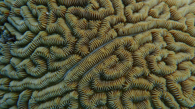 Aruba Outdoor Adventures 29