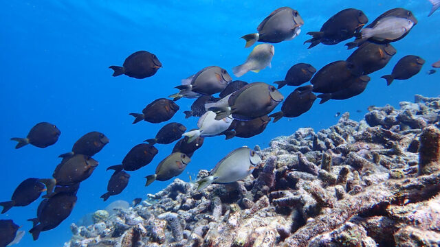 Aruba Outdoor Adventures 32