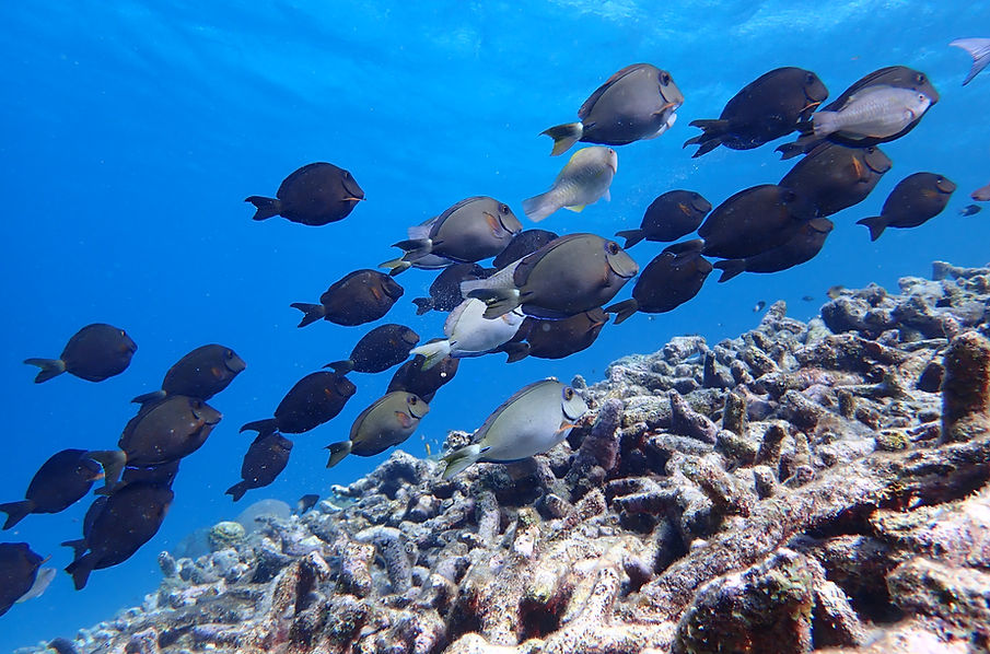 Aruba Outdoor Adventures 32