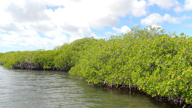 Aruba Outdoor Adventures 35