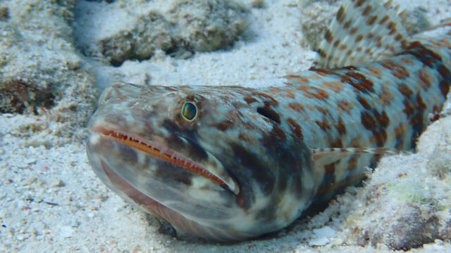 Aruba Outdoor Adventures 45