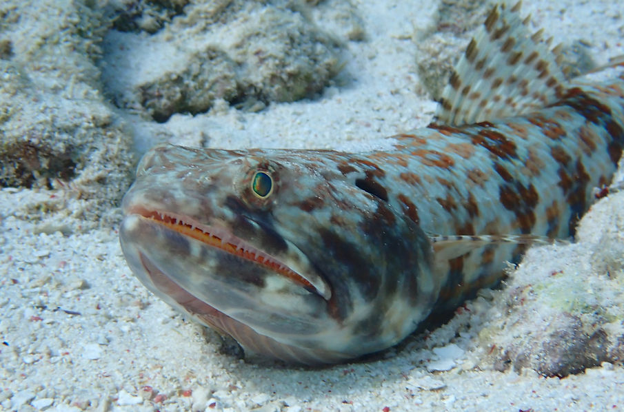 Aruba Outdoor Adventures 45