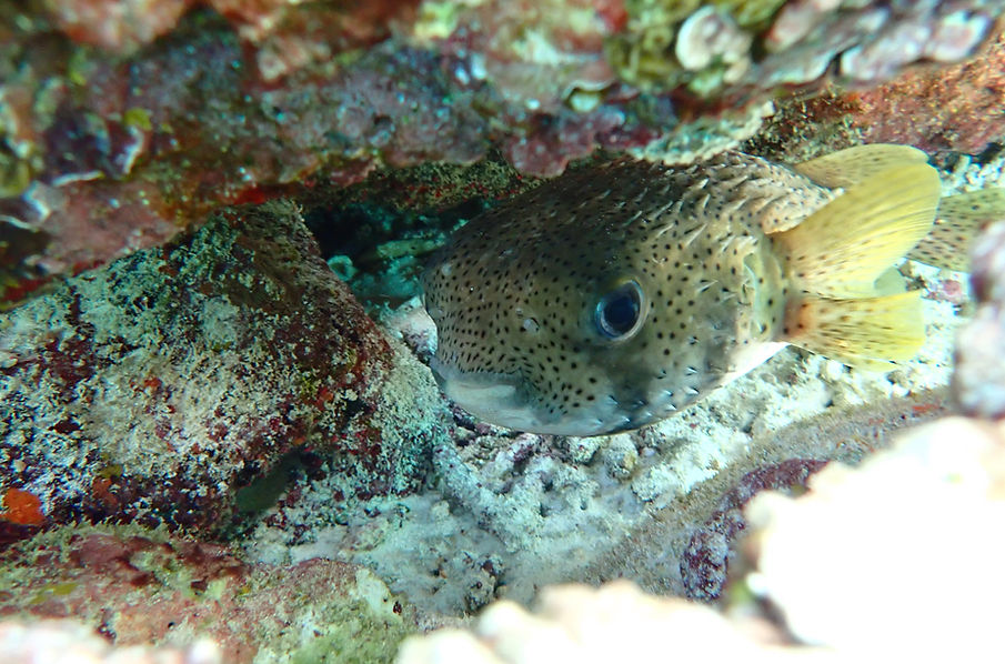 Aruba Outdoor Adventures 47