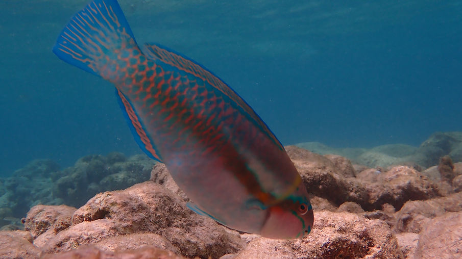 Aruba Outdoor Adventures 48