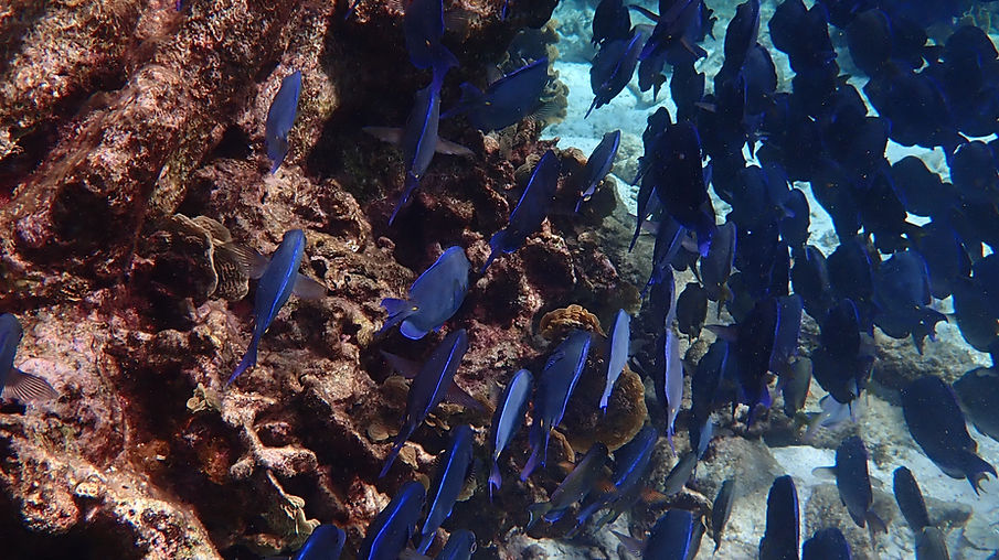 Aruba Outdoor Adventures 50