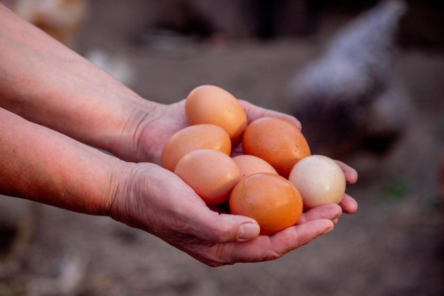 Aruba regulating prices of imported white eggs