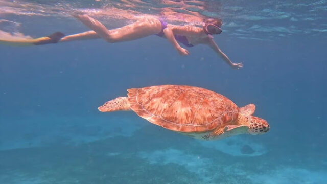 Private Snorkeling Aruba underwater