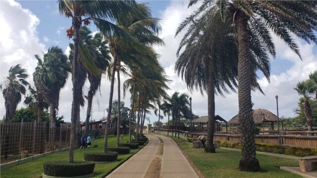 Around Aruba Tours tree view