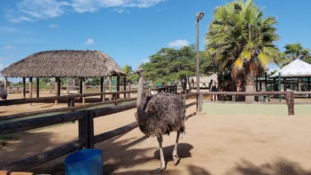 philips animal garden animal