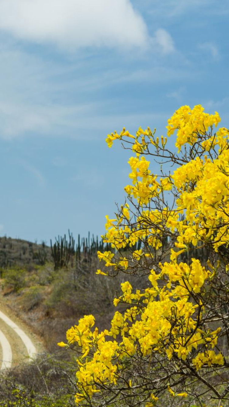 Aruba Tourism Authority natural tour