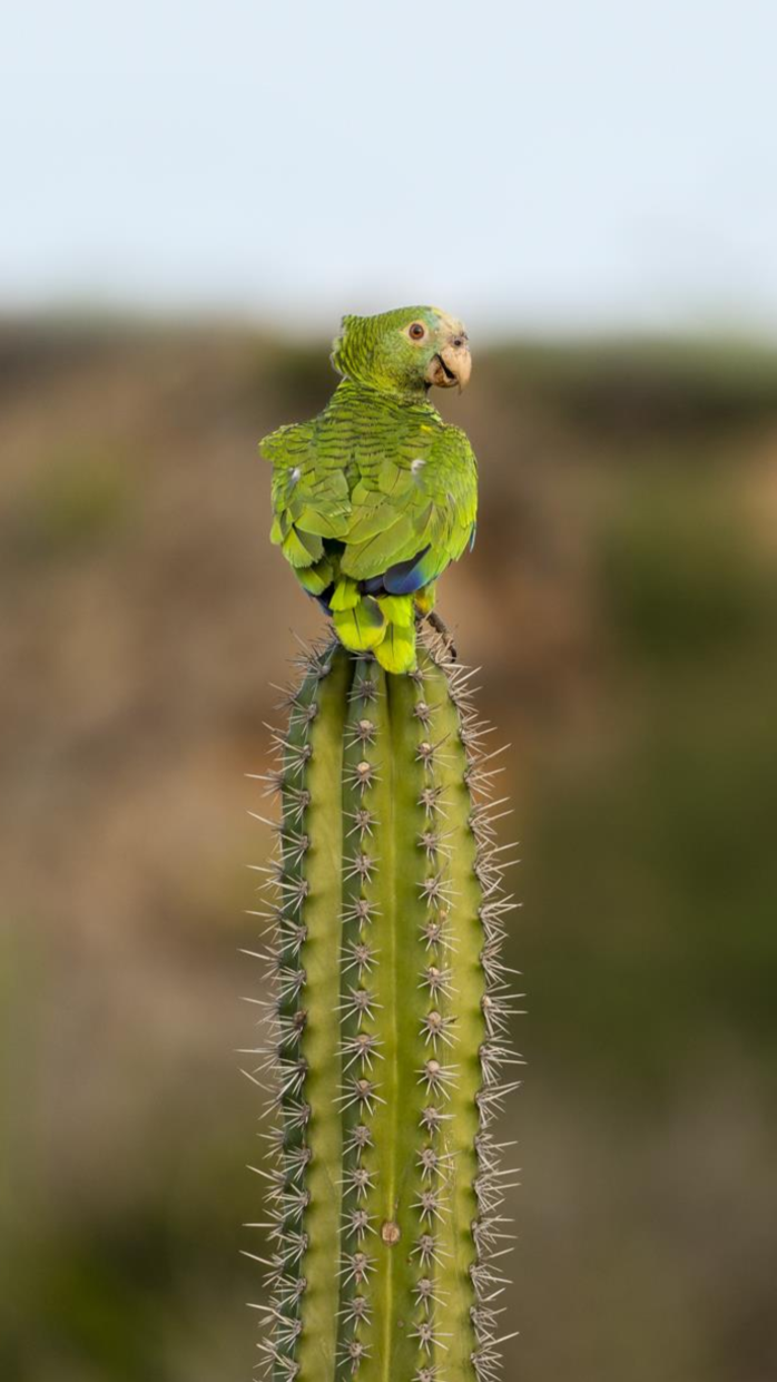 Elevating Accommodation