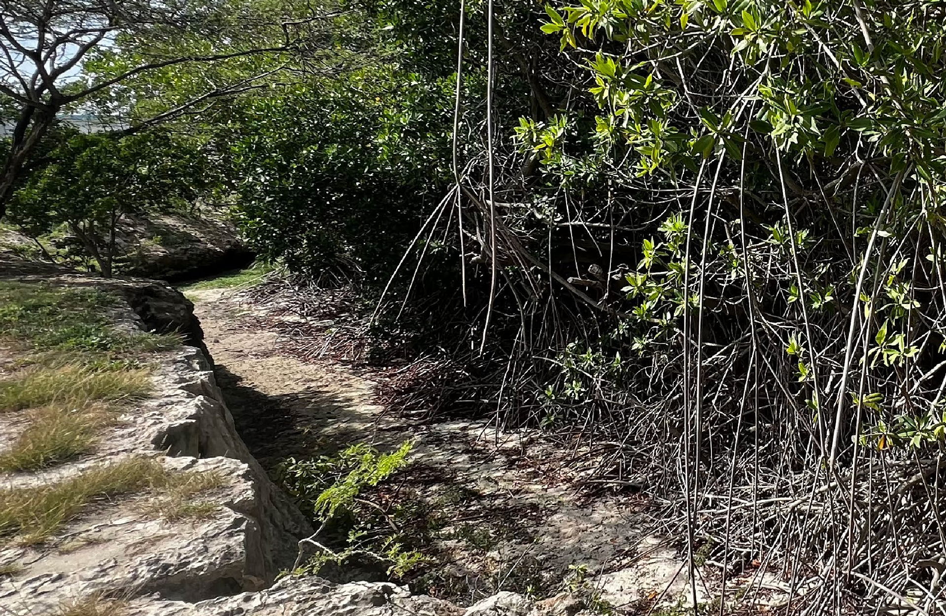 Mangrove forest trail in Aruba with dense root systems providing natural coastal protection
