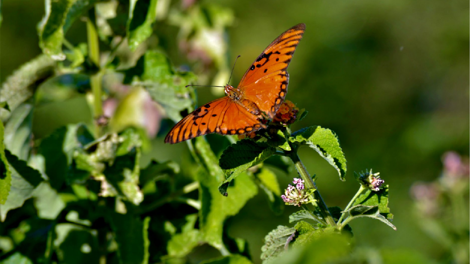 symbolizing the importance of biodiversity and ecosystem conservation in climate resilience planning