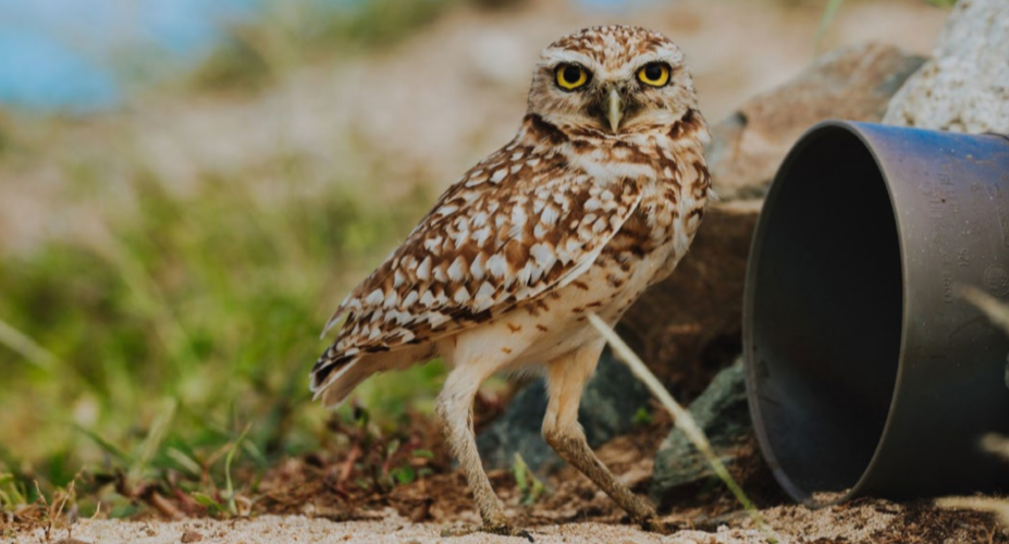 Aruba’s national bird Shoco highlighted during conservation training